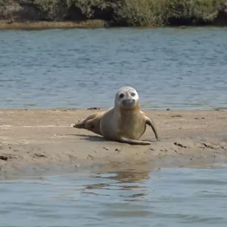 Krabbe * Fedderwardersiel
