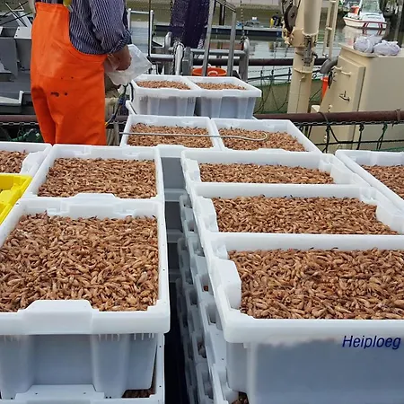 Krabbe * Fedderwardersiel