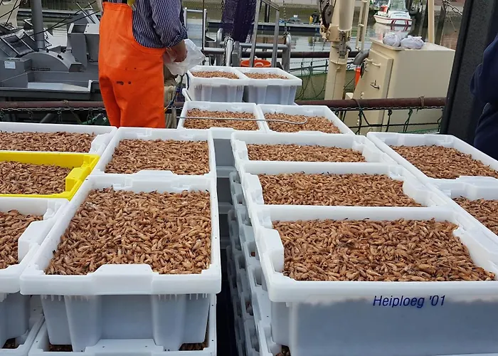 Krabbe * Fedderwardersiel