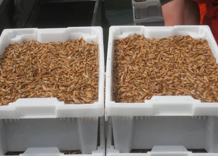 Διαμέρισμα Krabbe *